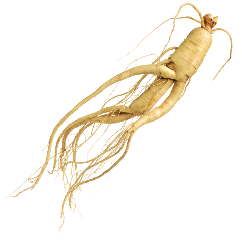 Panax Ginseng